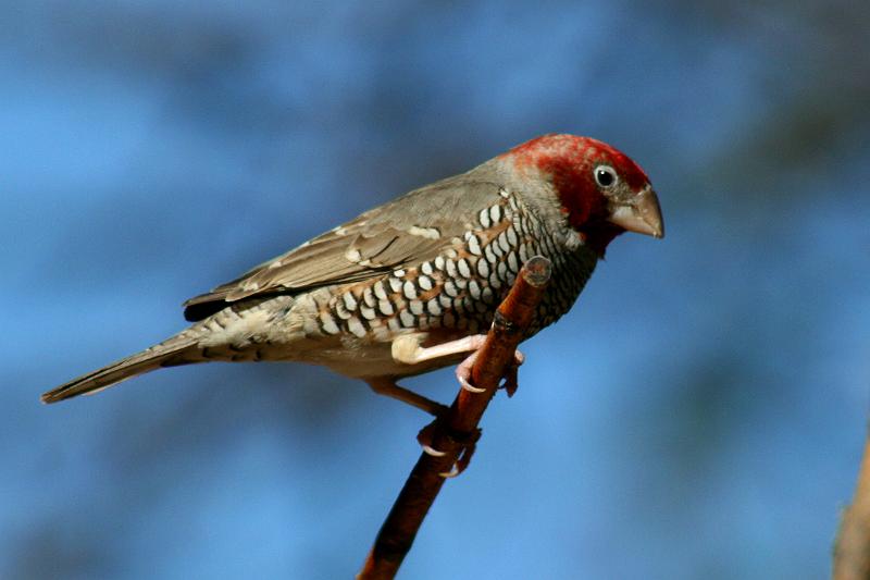 frieda 055.JPG - Waar is daardie vrou van my nou?